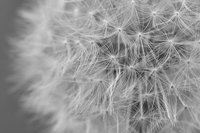 dandelion-seeds-floating-flora-plants-seed-nature-natural-world-black-and-white-macro-photo
